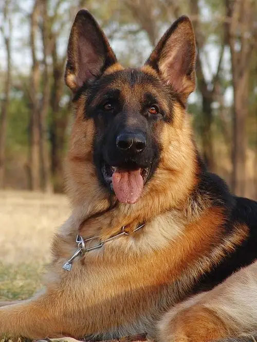 德國牧羊犬