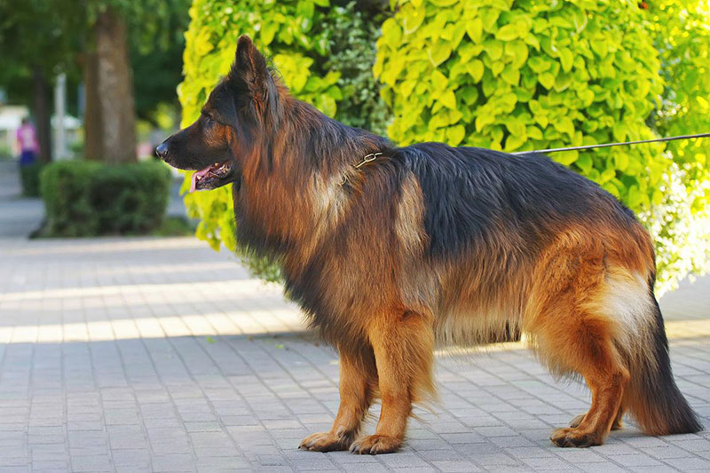 德國牧羊犬