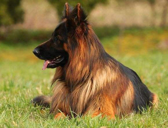 德國牧羊犬